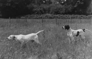 Black and White Print of Pointers in Field, 1939