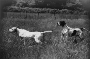 Black and White Print of Pointers in a Field