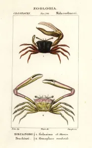 Natural Science Dictionary Prints: Fiddler crab and angular crab