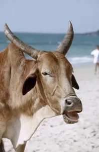 A Cow on the Beach Print