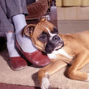Relaxed Moment: Fawn Boxer Dog on Tan Rug Print