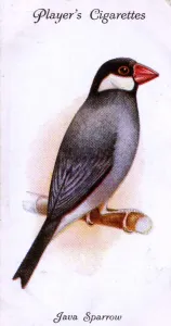 Java Sparrow Print, 1933