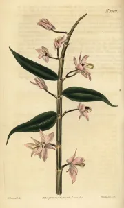 Leafless Dendrobium Orchid Print, 1822