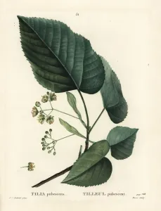 Handcoloured Engravings Prints: Lime tree, Tilia pubescens