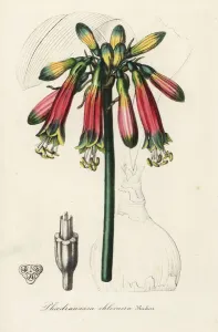 European Hothouse Plants Prints: Phaedranassa dubia