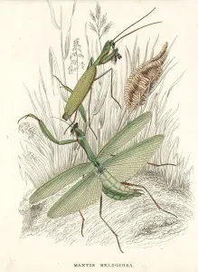 Handcoloured Engravings Prints: Praying mantis, Mantis religiosa, and egg case