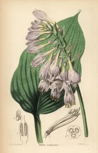Handcoloured Engravings Prints: Siebolds hosta, Hosta sieboldiana