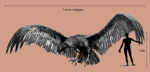 Argentavis magnificens Print: Human Scale Comparison