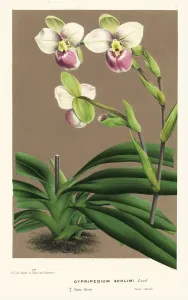 European Hothouse Plants Prints: Slipper orchid, Phragmipedium schlimii