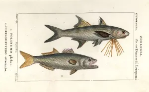 Pierre Turpin Illustrations Prints: Striped threadfin and bluefish