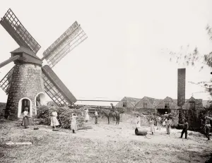 Prints of Vintage 19th century photograph: sugar processing mill, windmill, Barbados, West Indies, works and man on a horse, stacks of sugar cane Related Prints: Vintage 19th Century Sugar Mill Print, Barbados West Indies