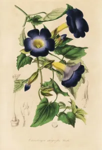 European Hothouse Plants Prints: Thunbergia chrysops