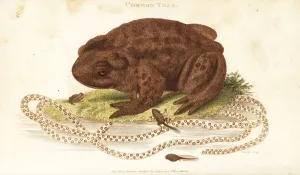 George Shaw Illustrations Prints: Toad, Bufo bufo