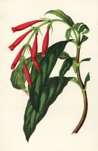 European Hothouse Plants Prints: Toothedthread, Odontonema rutilans