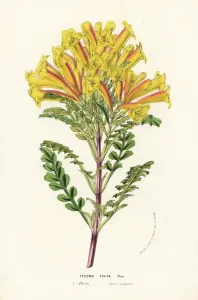 Trumpet Vine Print, Tecoma fulva, 1856