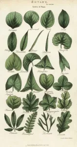 Handcoloured Engravings Prints: Types of leaves of plants