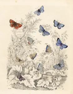 Blue Butterfly Varieties Handcoloured Lithograph Print 1849