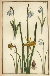 Botanical Illustrations Prints: Wild daffodil and snowdrops