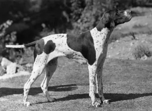 Rare Dog Breeds 1940s Prints: FALL / POINTER / 1947