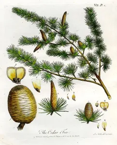Cedar Tree Print