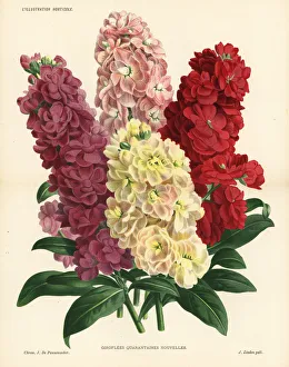 New varieties of hoary stock, Matthiola incana New varieties of hoary stock, Matthiola incana