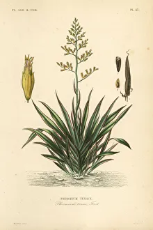 New Zealand flax or harekeke, Phormium tenax New Zealand flax or harekeke, Phormium tenax