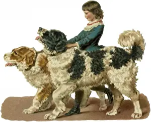 Newfoundland Dog Breeds Prints: Newfoundland Scrap