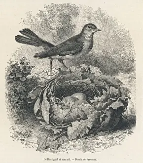Mary Evans Prints Online Shop Prints: Nightingale (Freeman)