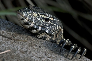Nile Monitor / Water Leguaan / River Leguaan Nile Monitor / Water Leguaan / River Leguaan