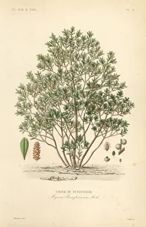 Northern bayberry, Myrica pensylvanica Northern bayberry, Myrica pensylvanica