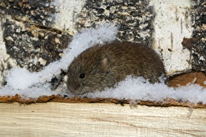 Northern Red-backed Vole - emerges from a hide in wood-store Northern Red-backed Vole - emerges from a hide in wood-store