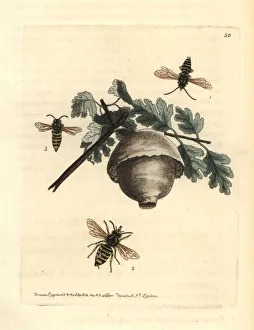 Norwegian wasp, Dolichovespula norwegica Norwegian wasp, Dolichovespula norwegica