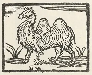Prints of A bactrian or two-humped camel not a dromedary as billed on this flyer. This camel was displayed with her young betwixt the Queens Head and Crooked Billet, Fleet bridge Royalty Prints: Early 18th Century Bactrian Camel Print