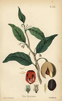 Nutmeg and mace tree, Myristica fragrans Nutmeg and mace tree, Myristica fragrans