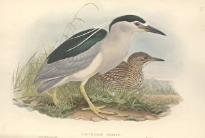 Nycticorax nycticorax, black-crowned night heron Nycticorax nycticorax, black-crowned night heron