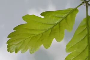 Oak Leaf Prints: Oak leaf