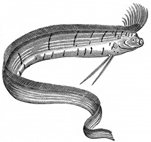 Oarfish at the Cosmorama, London, 1849 Oarfish at the Cosmorama, London, 1849
