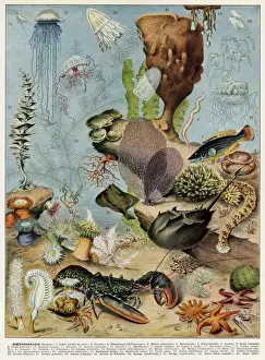 Underwater Sea Life Prints: Oceanography