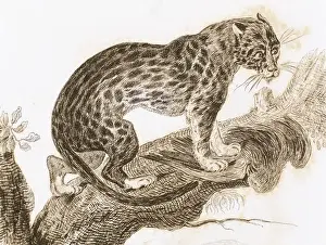 Latin American Wildlife Prints: Ocelot