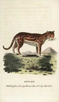 Handcolored copperplate engraving of an Ocelot, Print from 1800