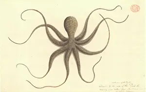 Prints of Watercolour 401 by the Port Jackson Painter, from the Watling Collection Australia Prints: Octopus Watercolour 401 Print, Watling Collection