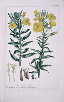 Oenothera parviflora L. & Oenothera biennis L Oenothera parviflora L. & Oenothera biennis L