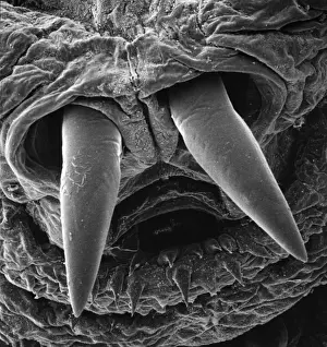 Scanning Electron Microscope Image Prints: Oestridae, botfly larva