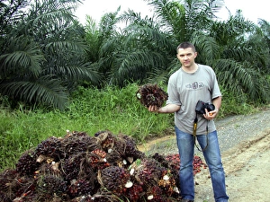 Oil palm fruits are piled on a road-side along Oil palm fruits are piled on a road-side along