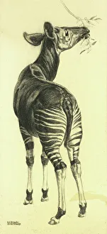 Okapi chewing leaves Okapi chewing leaves