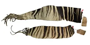 Johnstoni Prints: Okapia johnstoni Strips of Hide Print, 1900