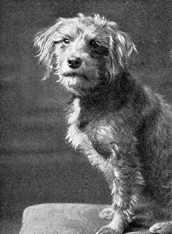 Old Bill, dog mascot of HMS Falmouth in WW1 Old Bill, dog mascot of HMS Falmouth in WW1
