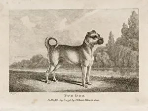 Old Type Pug Print: Cropped Ears and Long Snout