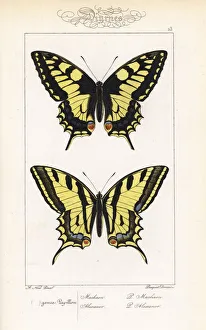 Old World swallowtail and southern swallowtail Old World swallowtail and southern swallowtail