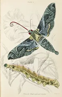 Oleander Hawk Moth Print
